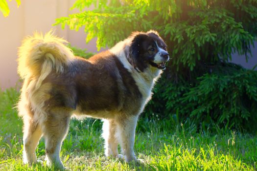 Adult Caucasian Shepherd dog  in the yard