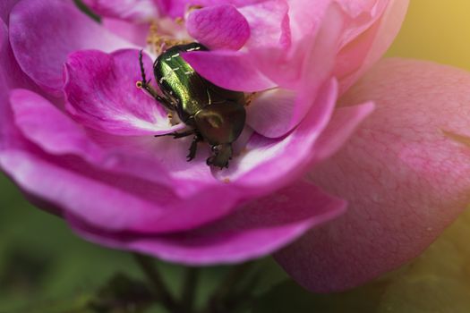 Rose chafer in a pink rose