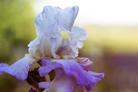 white-purple (violet) spring flowers in a garden. flowers in a garden at springtime