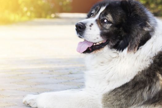 Adult Caucasian Shepherd dog  in the yard