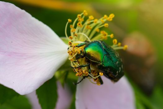 green chafer climb on the pink rose petal (Cetonia aurata). Rose chafer in a pink rose