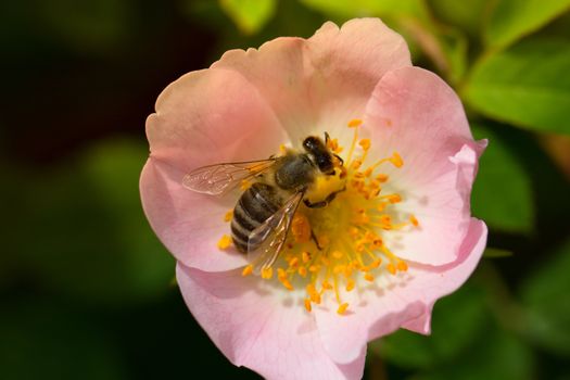 Bee on a pink flower . Macro of honey bee  on rose flower. Macro of honey bee (Apis) feeding on  flower