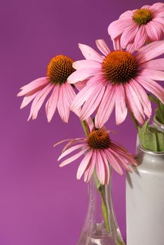 A beautiful Echinacea image while in full bloom before being processed for futhur use in herbal medicines and teas.