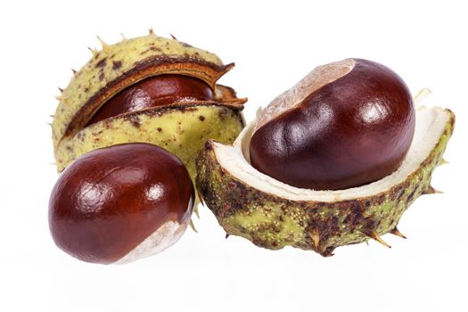 Fruits of chestnuts in green shell isolated on white background, close up