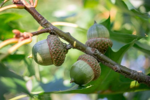 Green acorn nuts on oak tree branches in forest