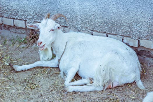 White goat laying at farm stall countryside