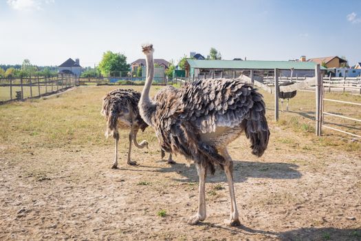 Ostrich birds on ostrich farm countryside