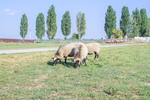 Sheeps herd feed at grass at farm countryside