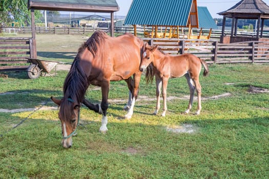 Little horse foal and its mother feed on green grass at farm countryside