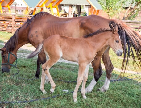 Little horse foal and its mother feed on green grass at farm countryside