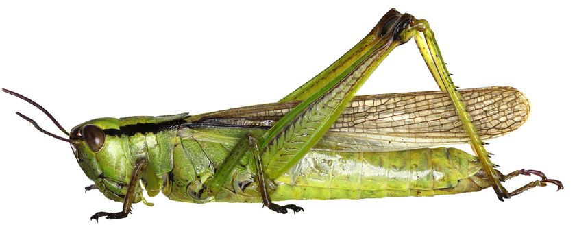 Leek Grasshopper on white Background  -  Mecostethus parapleurus (Linnaeus, 1758)