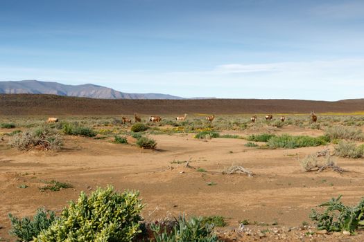 Buck standing and grazing in a field in Tankwa Karoo
