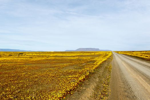 Yellow and Brown fileds with a road leading to Tankwa Karoo