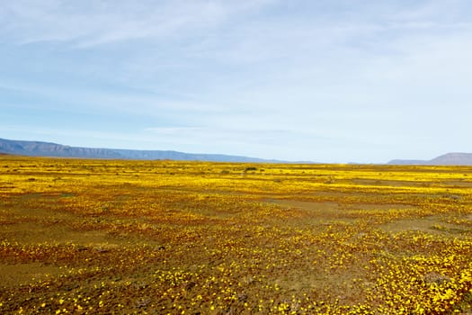 Yellow Fields and blue skies in Tankwa Karoo