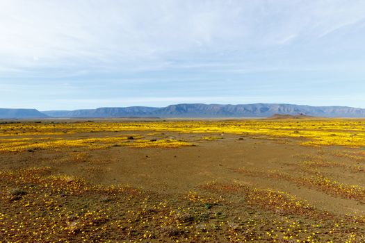 Yellow Plateau with flat field of yellow flowers in Tankwa Karoo