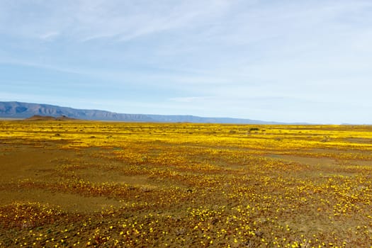 Fields of Yellow with some blue skies and mountains in the back ground