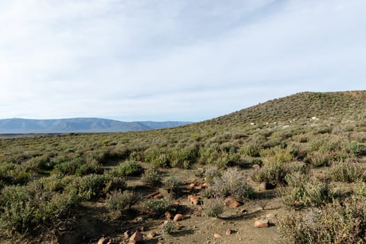 Green Fields Blue Skies with Sheep in the distance - Tankwa Karoo