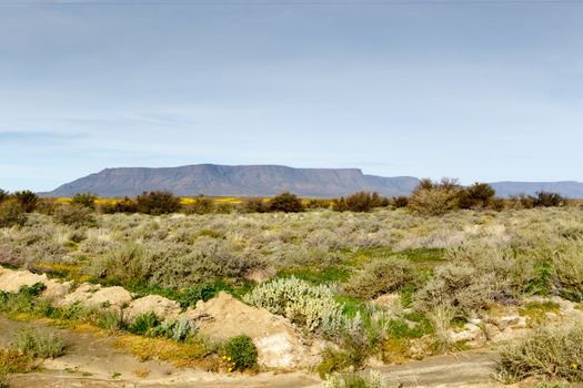 Yellow and Green Fileds with a Mountain in Tankwa Karoo