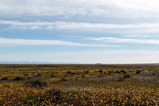 Perfectly flat Huge open empty flat green landscape with perfect blue skies in Tankwa Karoo