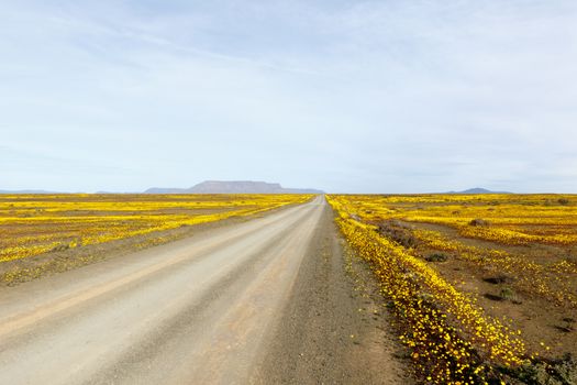 I lead the brown road with yellow fields and a flat mountain in the background