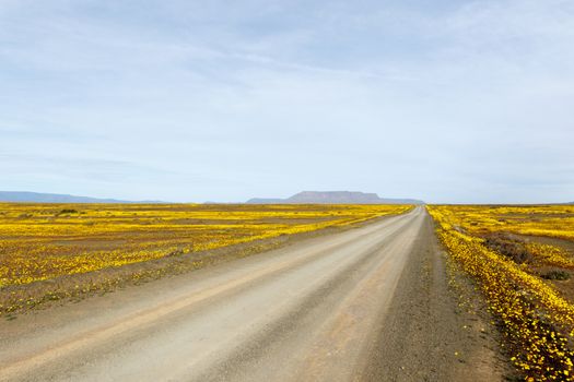 Brown road with yellow fields and a flat mountain in the background