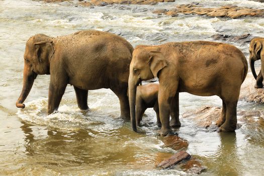 Family of Indian elephants. Pinnawela Elephant Orphanage on Sri Lanka