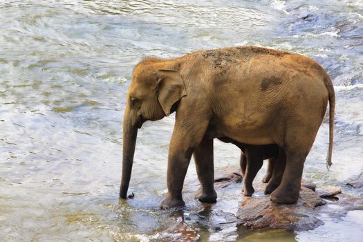 Family of Indian elephants. Pinnawela Elephant Orphanage on Sri Lanka