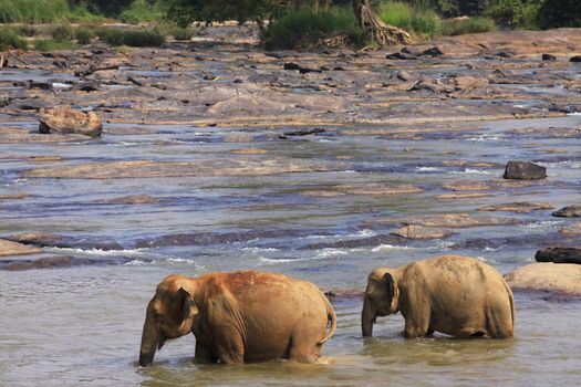 Family of Indian elephants. Pinnawela Elephant Orphanage on Sri Lanka