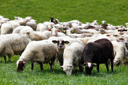 Sheep herd in a green meadow. Spring fields and meadows.