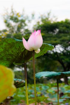 Lotus flower in pond