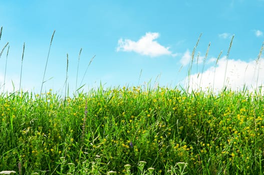 multicolored grass meadow and blue sky