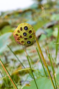 Lotus seed in pod