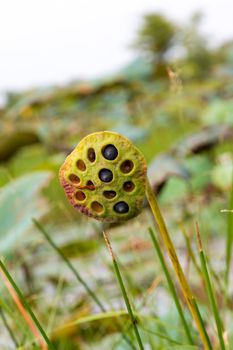 Lotus seed in pod
