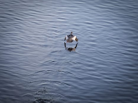 Eurasian Widgeon Taking Off over water.