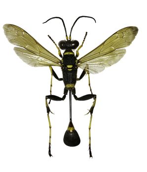 Black and Yellow Mud Dauber on white Background  -  Sceliphron caementarium (Drury, 1773)