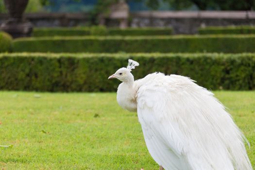 White peacock stands with closed tail on Borromean island Isola Madre, Italy