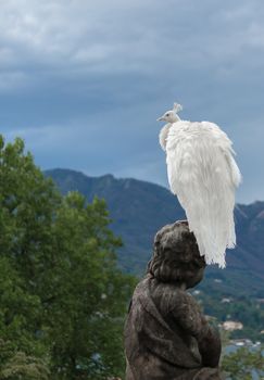 White peacock stands with closed tail on Borromean island Isola Madre, Italy