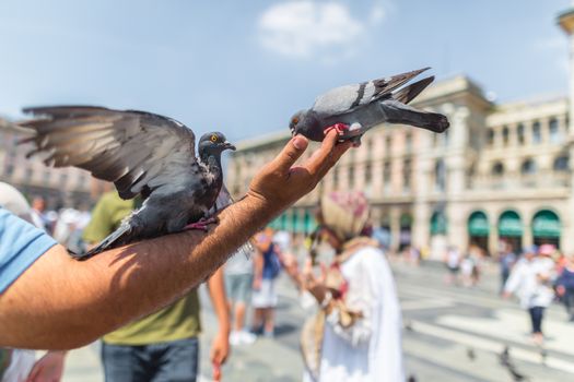 two pigeons sitting on the a man's hand
