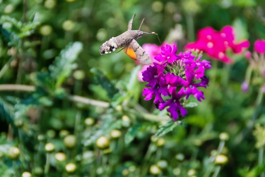 Hummingbird hawk-moth (Macroglossum stellatarum) with stretched proboscis full of pollen hovering over Verbena flower ready to feed on nectar.