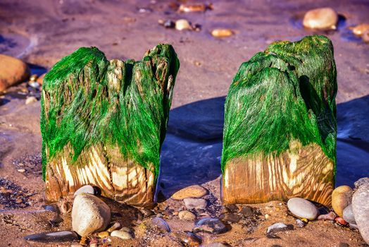 Two colorful wooden poles at the beach covered by algae