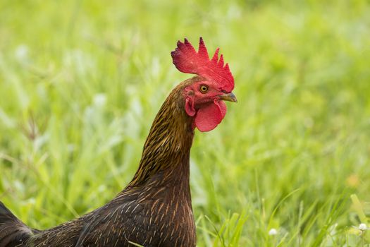 Image of a cock in green field.