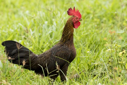 Image of a cock in green field.