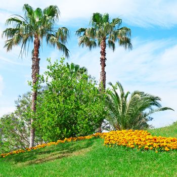 Tropical palm trees in a beautiful park