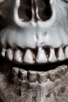 Close-up vertical photo of the human skull