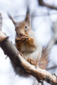 The photograph shows a squirrel on a branch