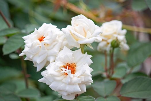 Flowers of white roses close-up on a background of green leaves.