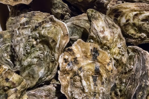 The group of fresh oysters at the fish market.