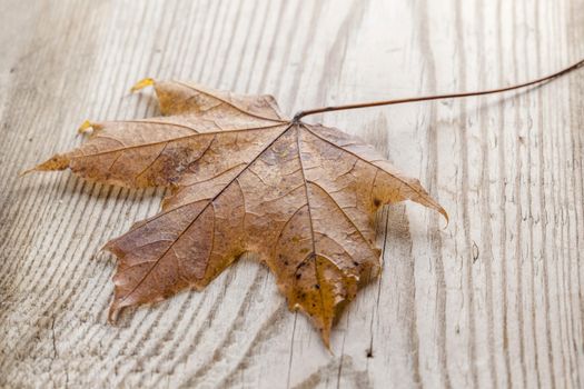 Beautiful fallen autumn maple leaf on wood background