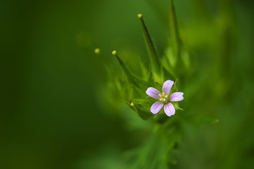 Closeup photo of a wild Geranium flower