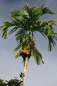 Date palm against the blue sky